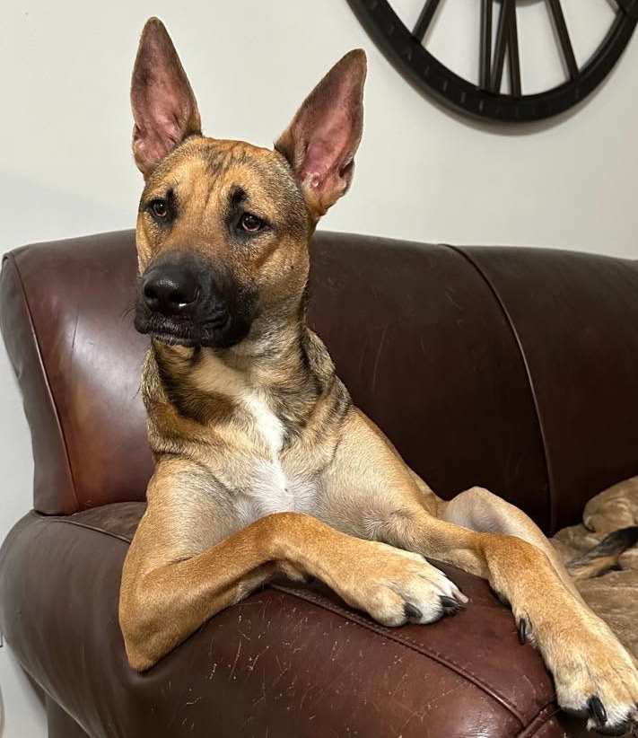 Hopper the German Shepherd relaxing in a leather chair