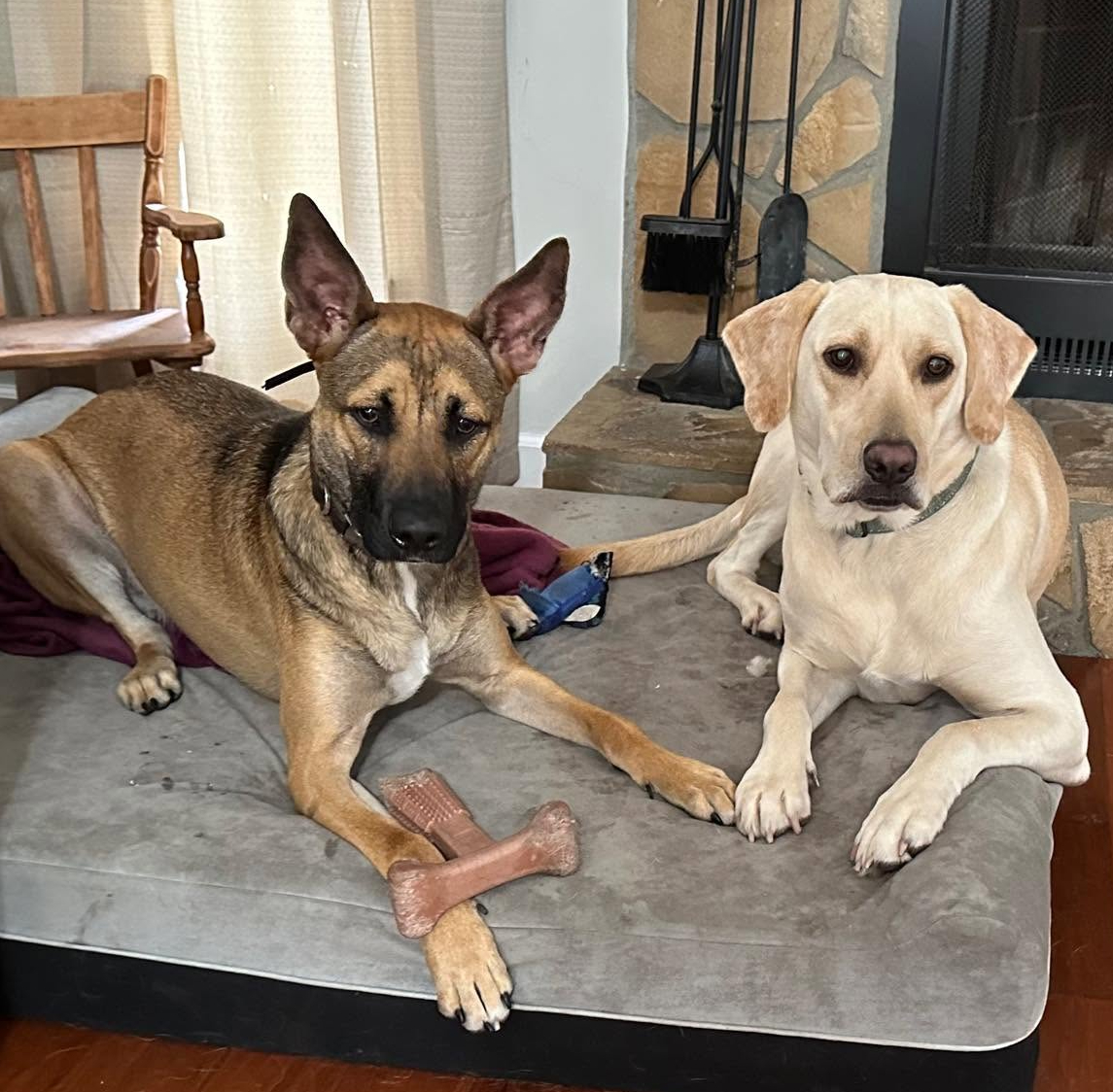 Hopper the rescue dog with his foster friend, relaxing together